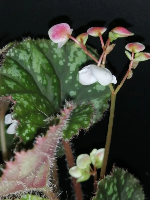 Begonia U681, foto 3