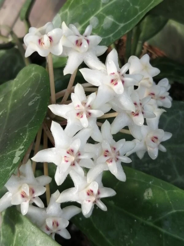 Hoya elliptica, foto 4