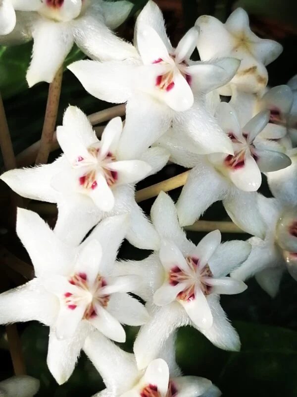 Hoya elliptica, foto 5