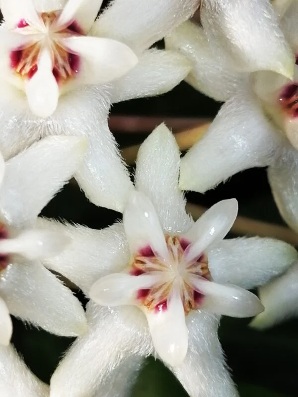 Hoya elliptica, foto 6