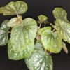 Begonia U168, pianta da interno