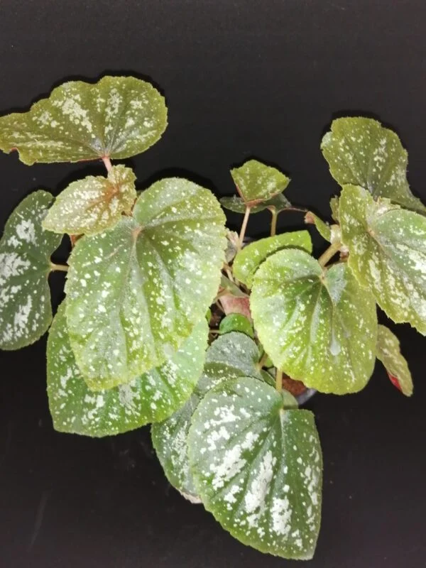 Begonia U168, pianta da interno