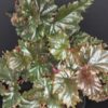 Begonia serratipetala, pianta da interno