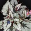 Begonia Helen Teupel, pianta da interno