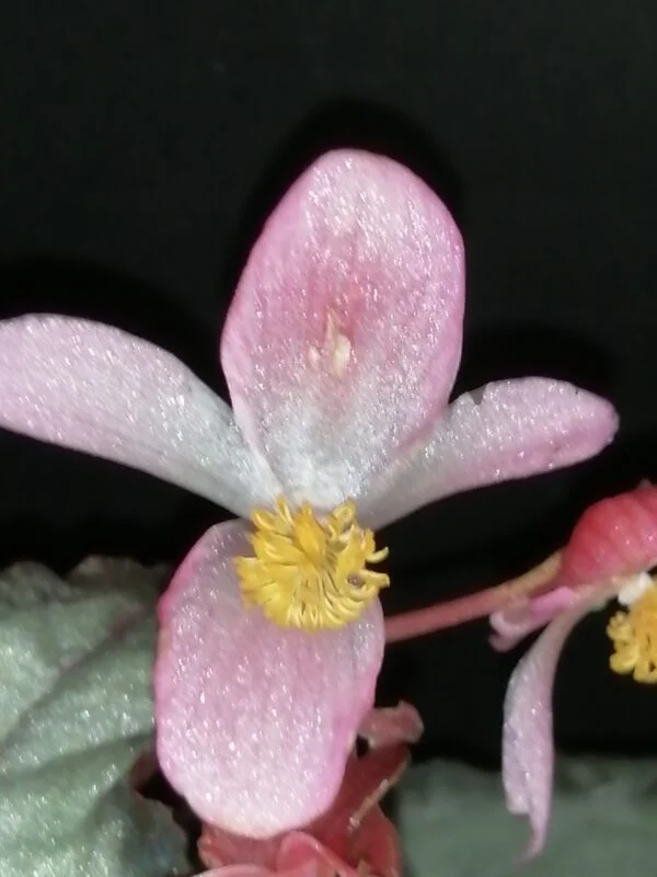 Begonia Helen Teupel, foto 2