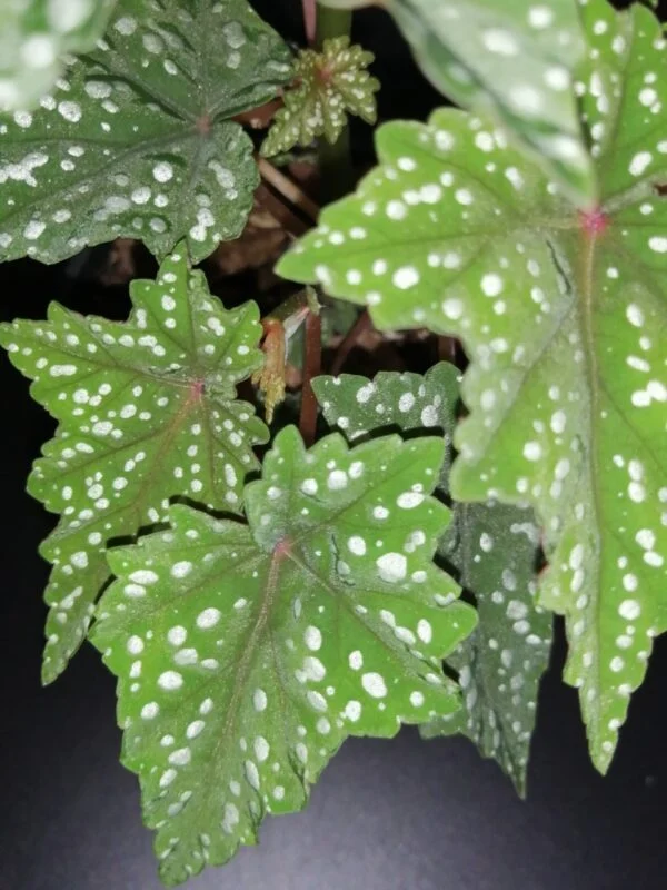 Begonia Izumonokiraboshi, foto 6