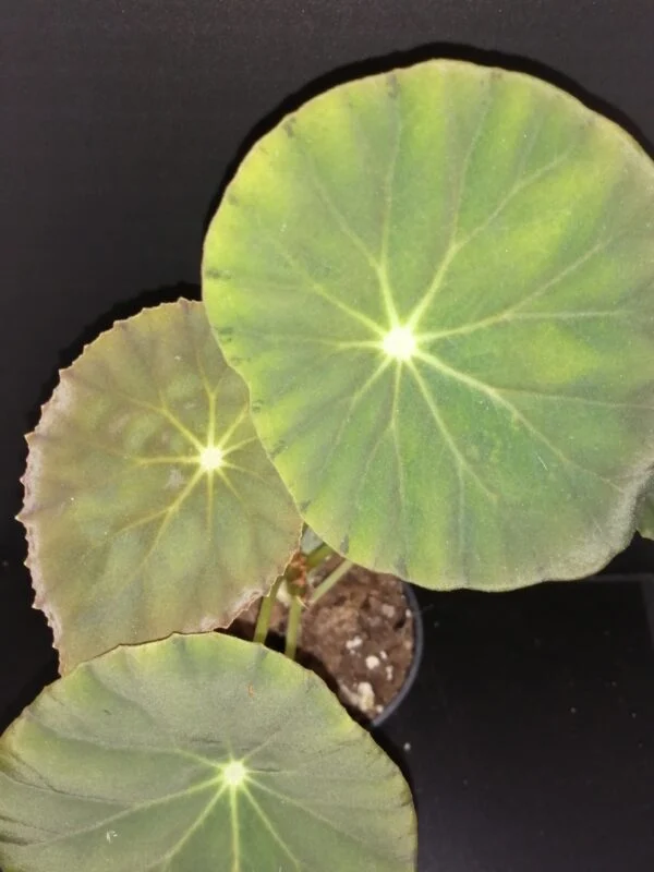 Begonia Tamo, pianta da interno