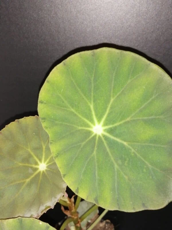 Begonia Tamo, foto 4