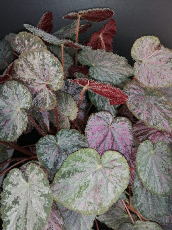 Begonia Passing Storm, pianta da interno