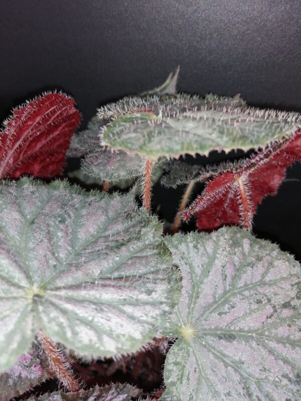 Begonia Passing Storm, foto 2