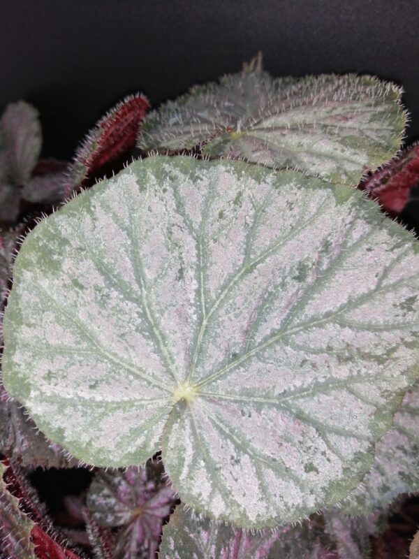 Begonia Passing Storm, foto 3