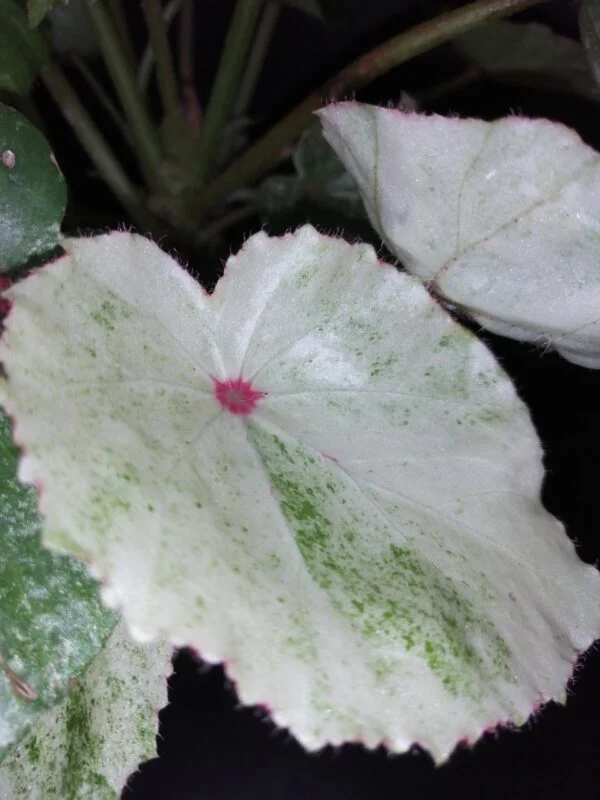 Begonia conchifolia var. rubrimacula Variegata, foto 3