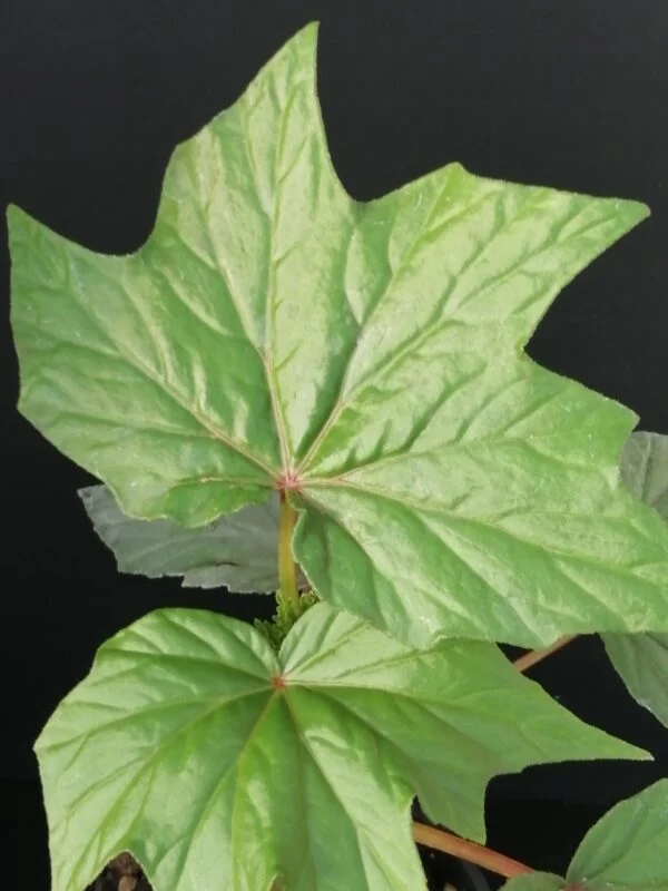 Begonia U442, pianta da interno