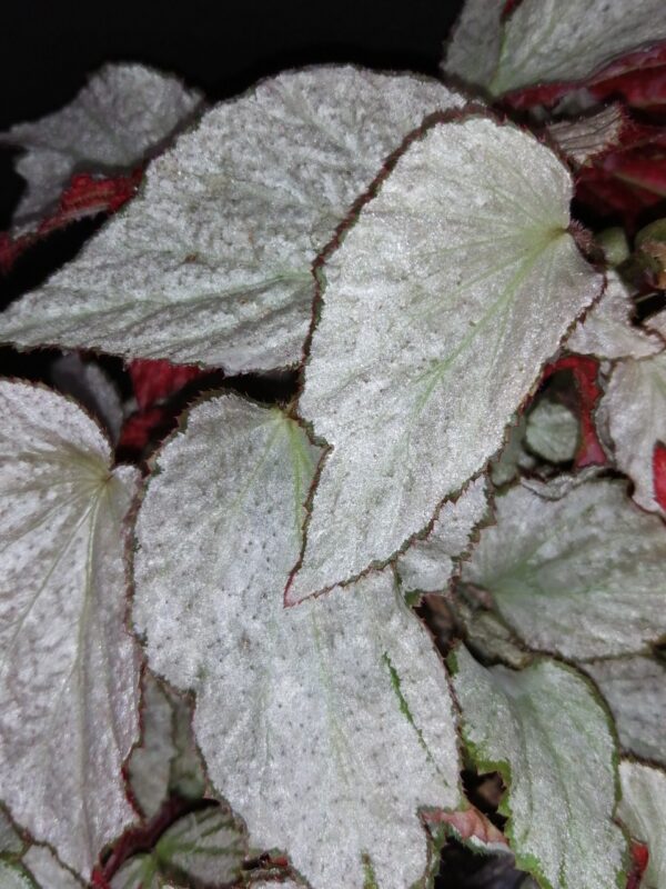 Begonia Two Face, foto 6