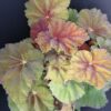 Begonia Amber Love, pianta da interno