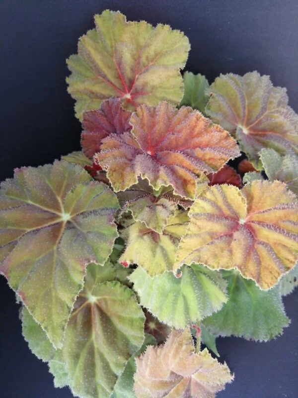 Begonia Amber Love, pianta da interno