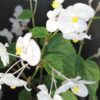 Begonia grandis ssp. evansiana Alba, pianta da esterno
