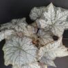 Begonia November Frost, pianta da interno