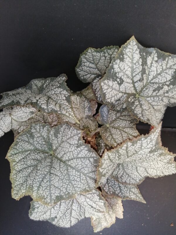 Begonia November Frost, pianta da interno
