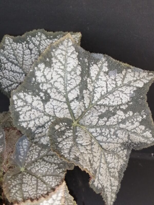 Begonia November Frost, foto 2