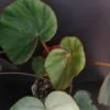 Begonia lyman-smithii, pianta da interno