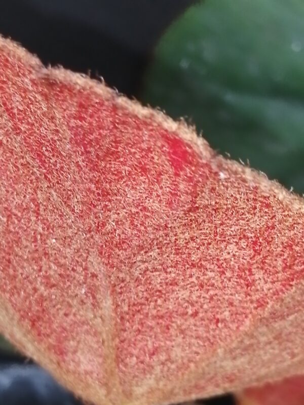 Begonia lyman-smithii, foto 3