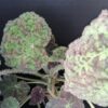 Begonia Marmaduke, pianta da interno