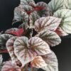 Begonia Mishmi Silver, pianta da interno