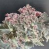 Begonia Munchkin, pianta da interno