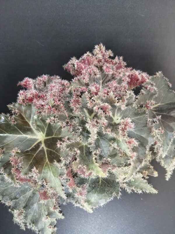 Begonia Munchkin, pianta da interno