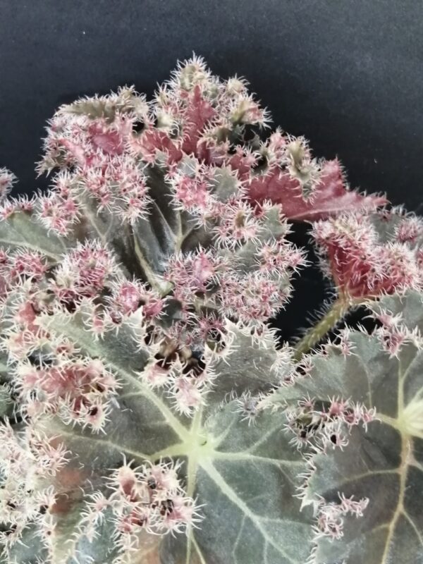 Begonia Munchkin, foto 10