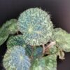 Begonia sizemoreae, sin. longiciliata, pianta da interno