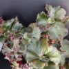 Begonia Madame Butterfly, pianta da interno