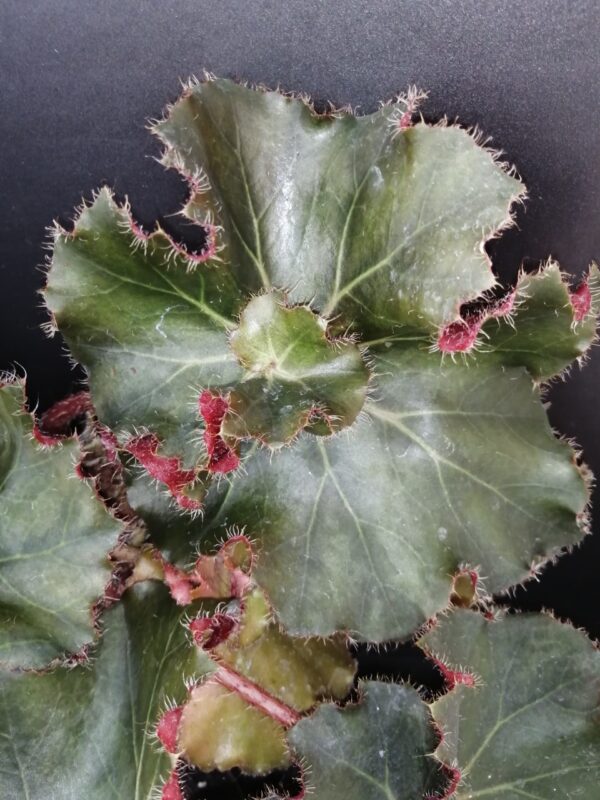 Begonia Madame Butterfly, foto 6