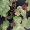 Begonia cryptophylla, pianta da interno