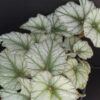 Begonia Silver Cloud, sin. B. 'Kathleyana', pianta da interno