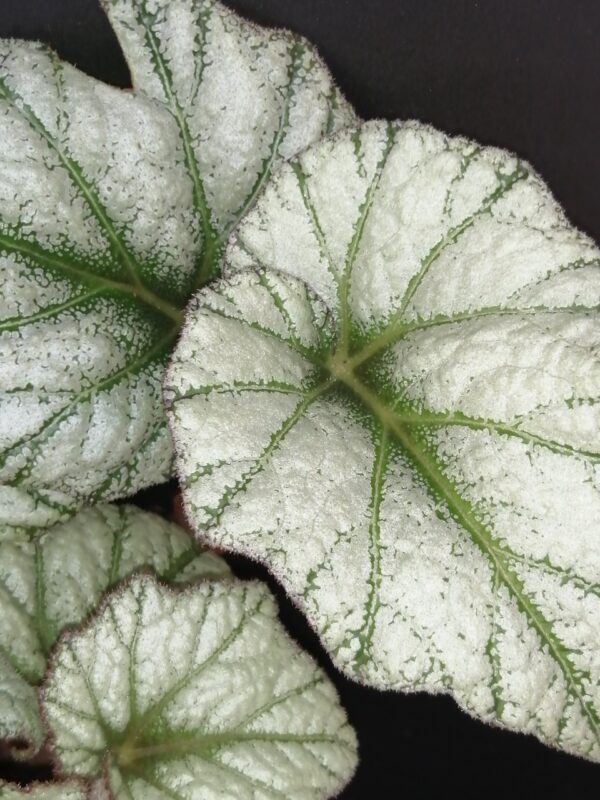 Begonia Silver Cloud, sin. B. 'Kathleyana', foto 7