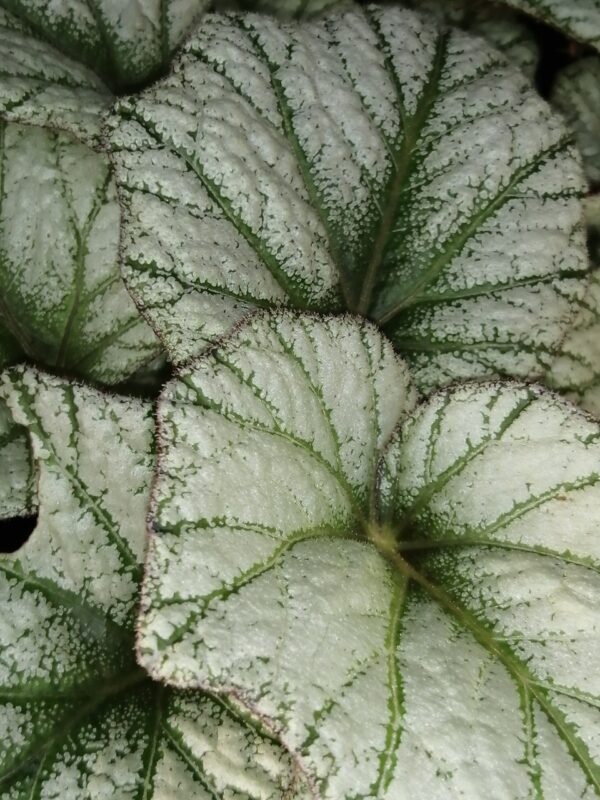 Begonia Silver Cloud, sin. B. 'Kathleyana', foto 6