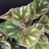 Begonia Ngoc lac, pianta da interno