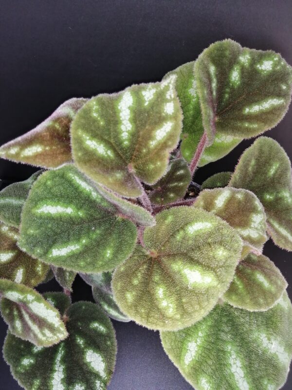 Begonia Ngoc lac, pianta da interno