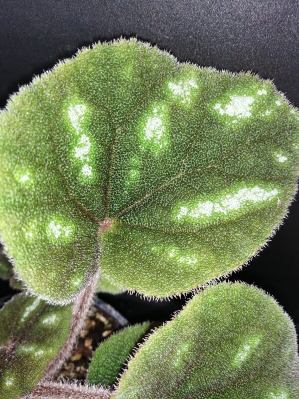 Begonia Ngoc lac, foto 4