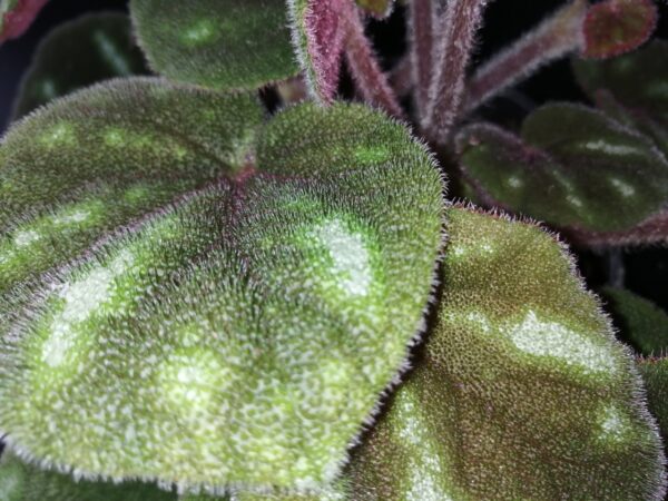 Begonia Ngoc lac, foto 3