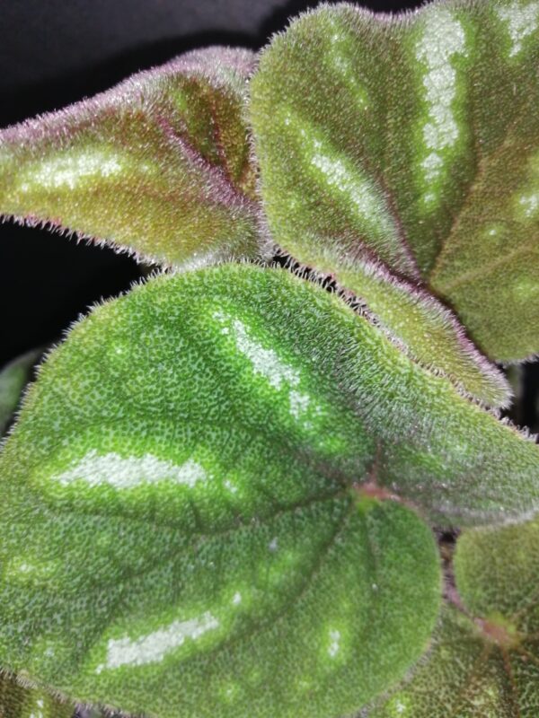 Begonia Ngoc lac, foto 2