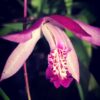Bletilla striata, pianta da esterno