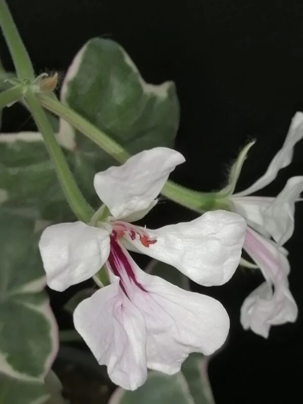Pelargonium L'Elegante, foto 3