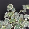 Pelargonium Betwix zonale Variegato Tricolor, pianta da esterno