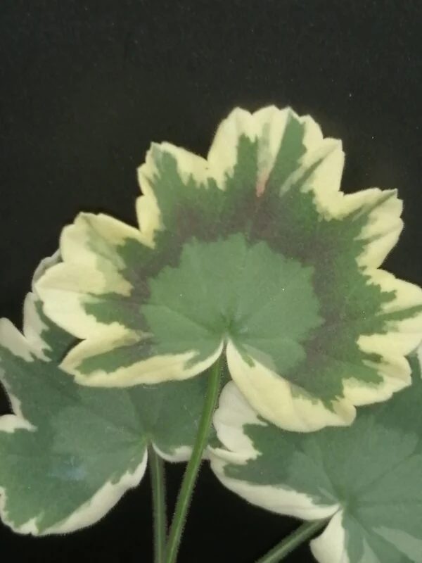 Pelargonium Betwix zonale Variegato Tricolor, foto 2