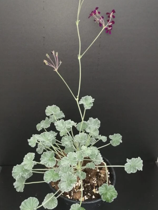 Pelargonium sidoides, foto 2