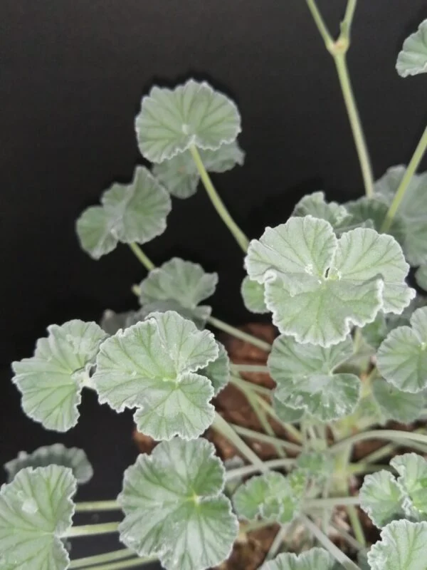 Pelargonium sidoides, foto 3