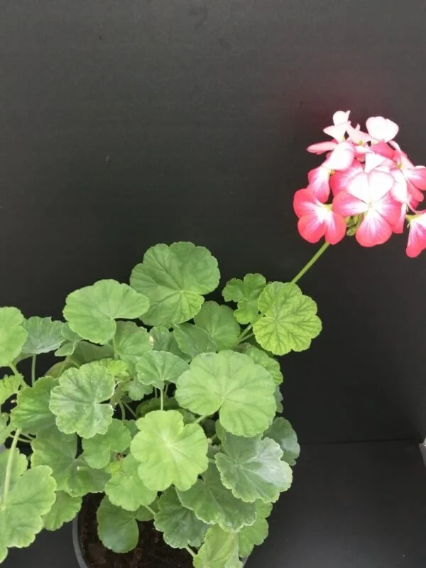 Pelargonium Cherry Bunny, foto 2